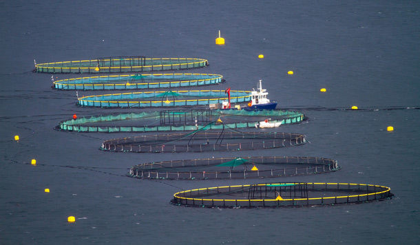 L'aquaculture comme substitut à la capture sauvage ?