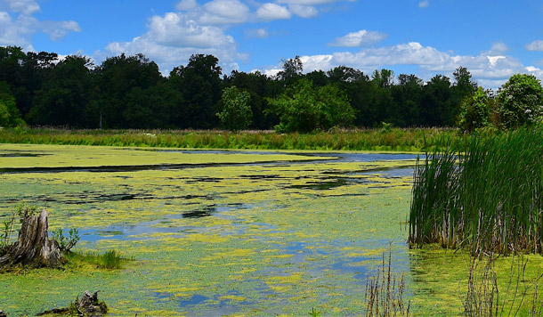 Peste d'algues dans le lac - qu'est-ce qui aide?